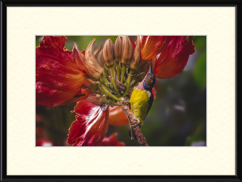 Flowerish Sunbird - Great Pictures Framed