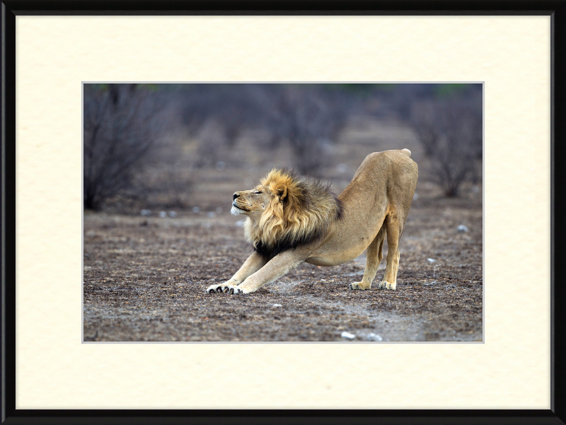 Panthera Leo Stretching in Etosha - Great Pictures Framed