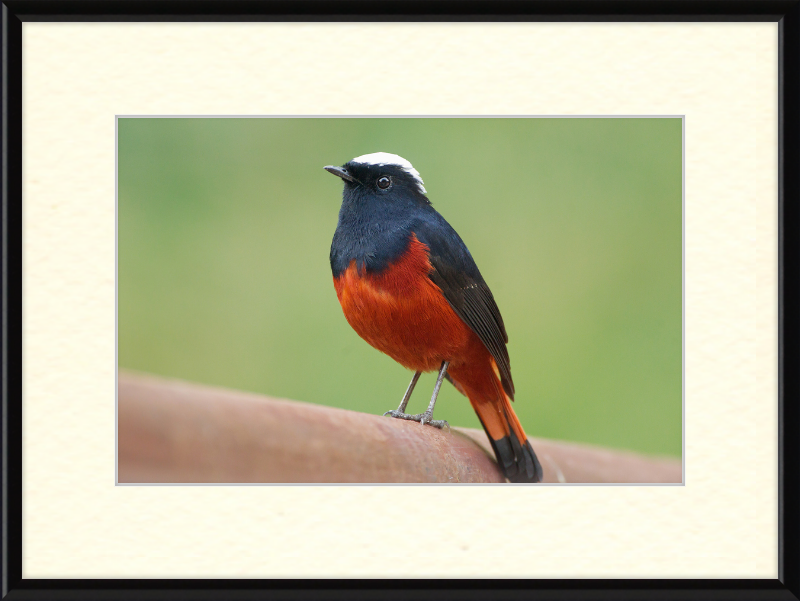The White-capped Water Redstart - Great Pictures Framed