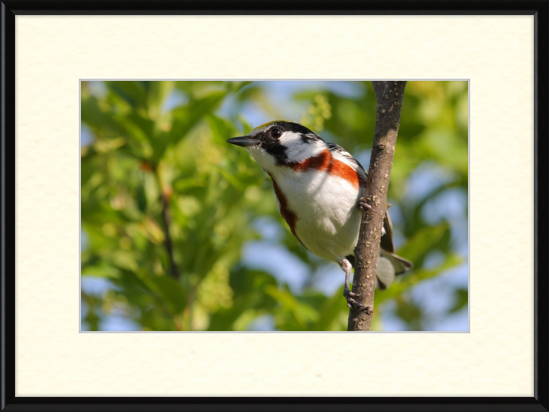 The Chestnut-sided Warbler - Great Pictures Framed