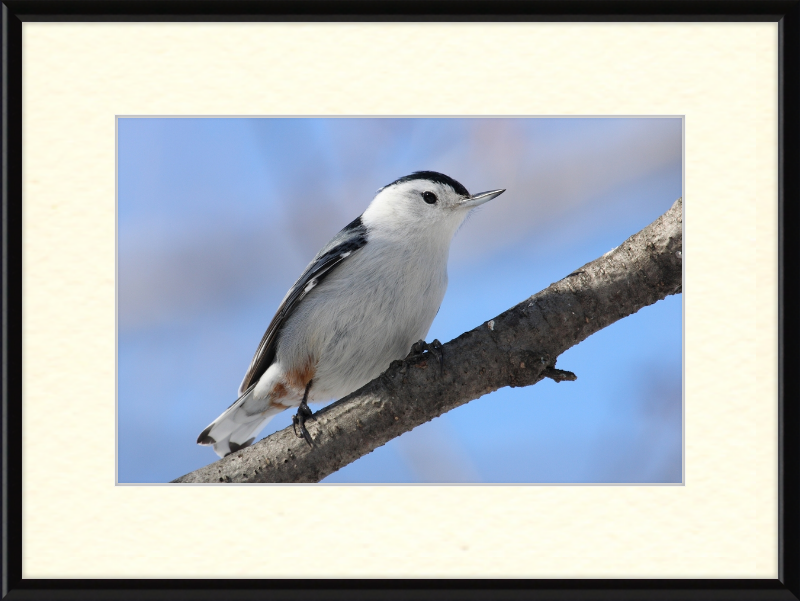 Sitta Carolinensis - Great Pictures Framed