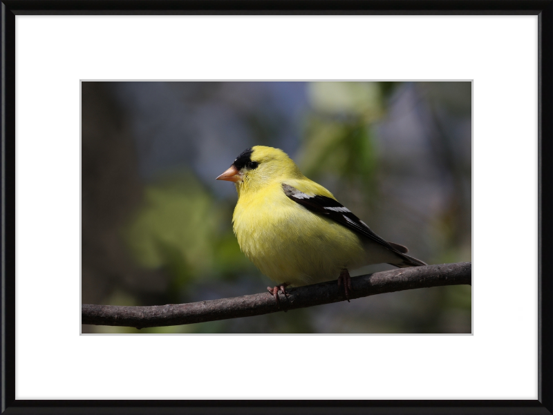 American Goldfinch - Great Pictures Framed