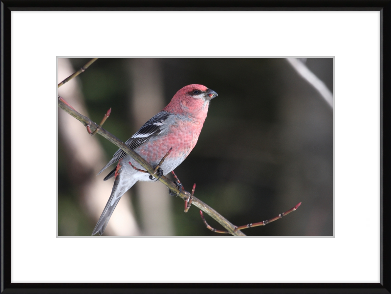 Pinicola Enucleator - Great Pictures Framed