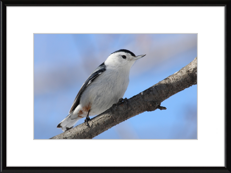 Sitta Carolinensis - Great Pictures Framed