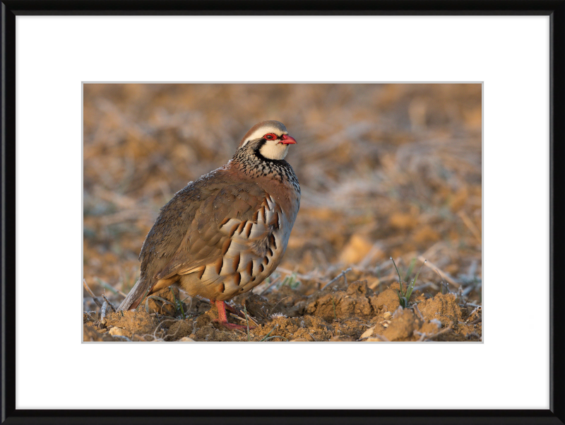 Perdrix Rouge - Great Pictures Framed