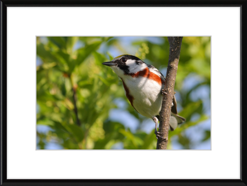 The Chestnut-sided Warbler - Great Pictures Framed