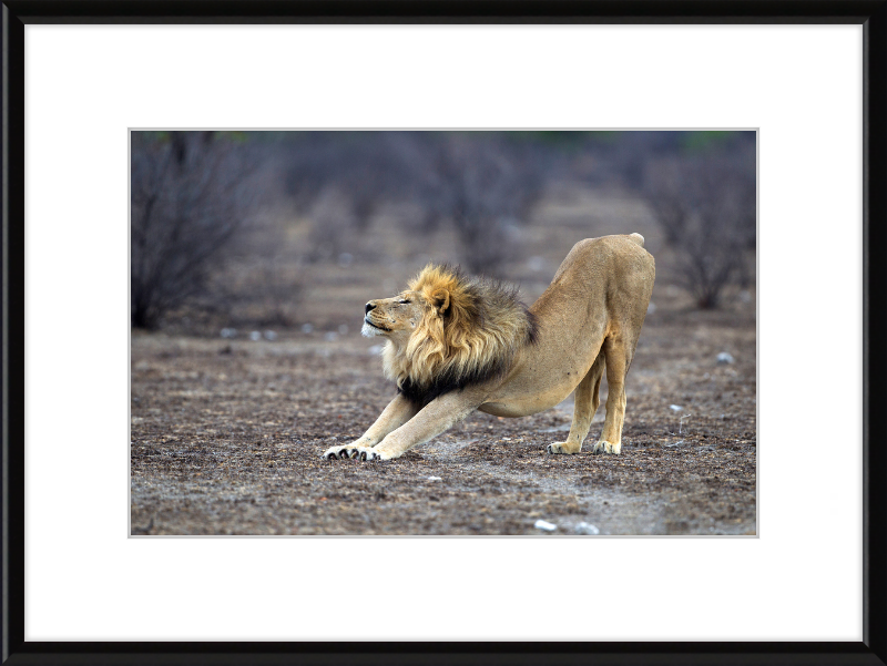 Panthera Leo Stretching in Etosha - Great Pictures Framed