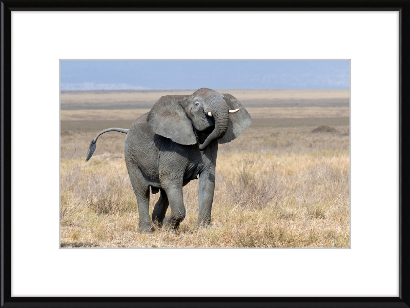 Loxodonta Africana on the Serengeti - Great Pictures Framed