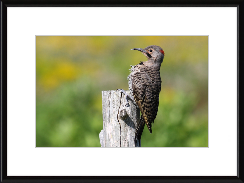 Colaptes Auratus - Great Pictures Framed