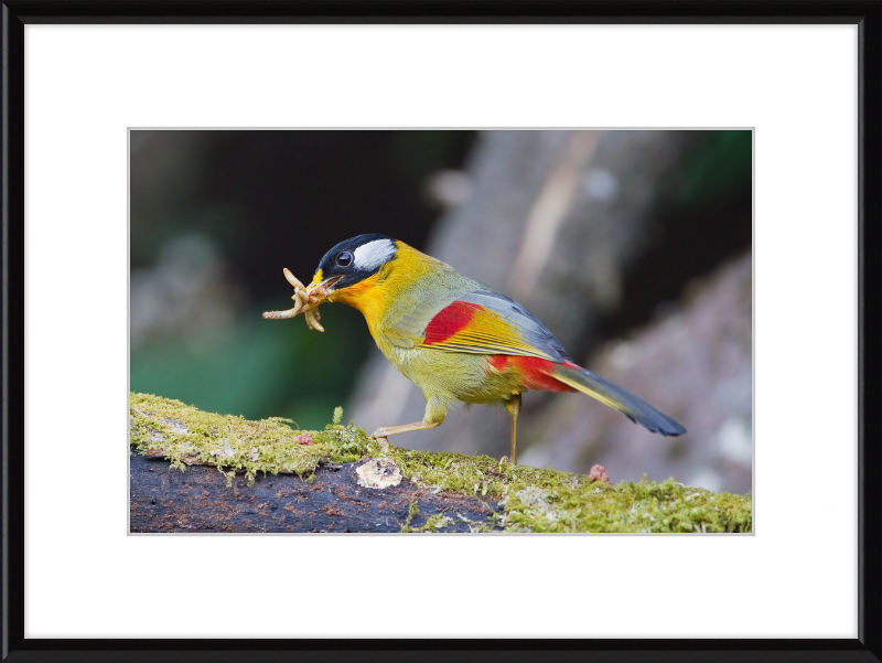Leiothrix argentauris - Mae Wong - Great Pictures Framed
