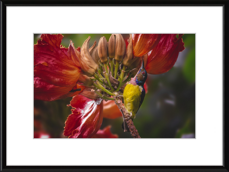 Flowerish Sunbird - Great Pictures Framed