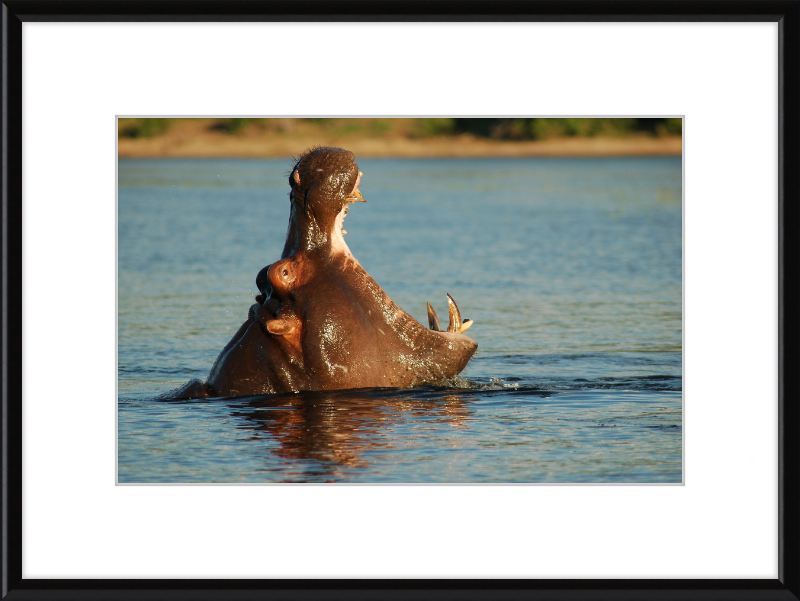 A Hippopotamus at Chobe River Front, Botswana - Great Pictures Framed