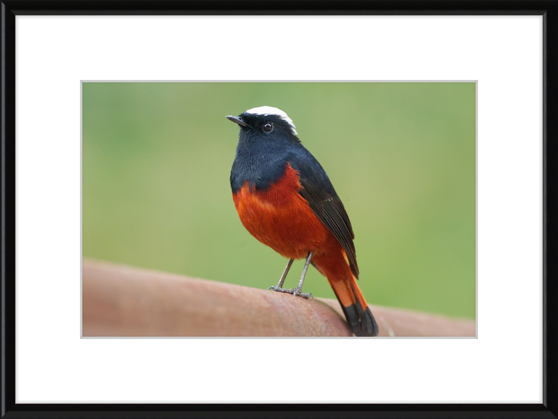 The White-capped Water Redstart - Great Pictures Framed