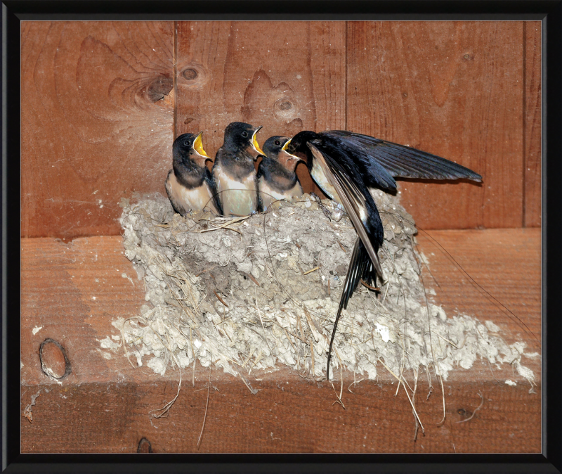 Hirundo Rustica - Great Pictures Framed
