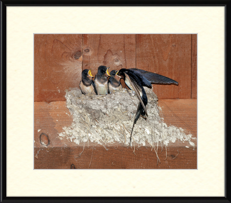 Hirundo Rustica - Great Pictures Framed