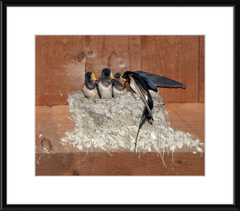 Hirundo Rustica - Great Pictures Framed