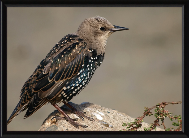 Sturnus vulgaris - Great Pictures Framed