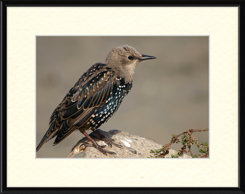 Sturnus vulgaris - Great Pictures Framed