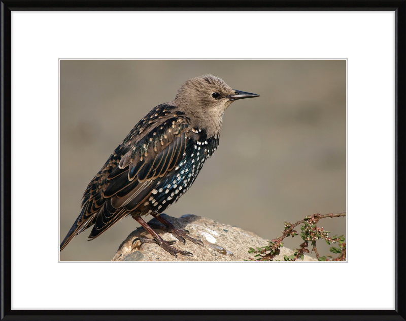 Sturnus vulgaris - Great Pictures Framed