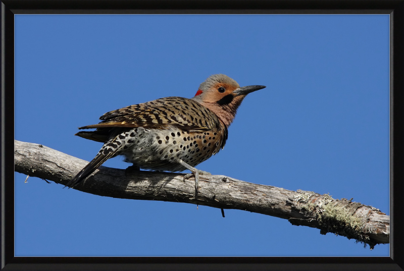 Colaptes Auratus (2) - Great Pictures Framed