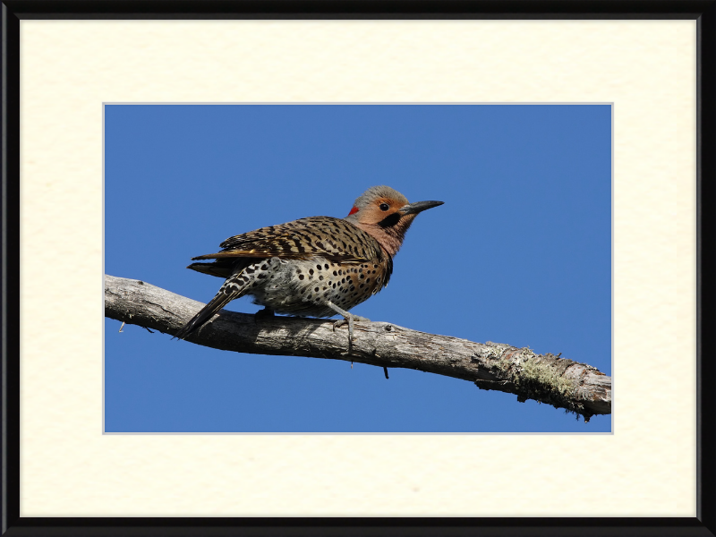 Colaptes Auratus (2) - Great Pictures Framed