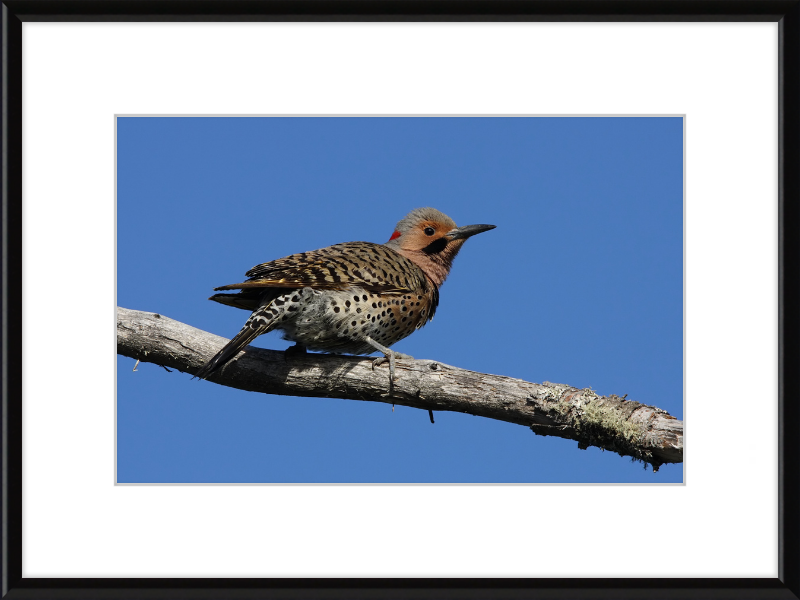 Colaptes Auratus (2) - Great Pictures Framed