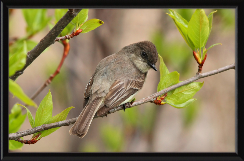 Sayornis phoebe - Great Pictures Framed