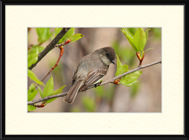 Sayornis phoebe - Great Pictures Framed