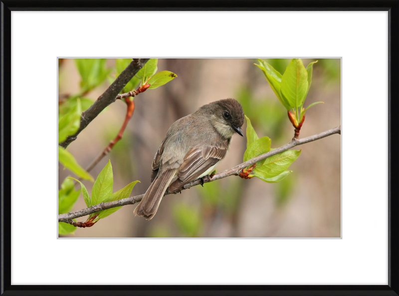 Sayornis phoebe - Great Pictures Framed