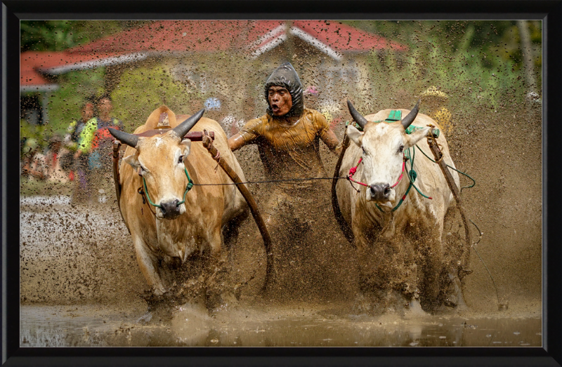 Pacu Jawi in Tanah Datar - Great Pictures Framed