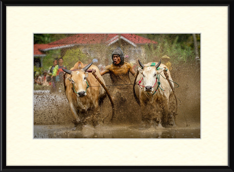 Pacu Jawi in Tanah Datar - Great Pictures Framed