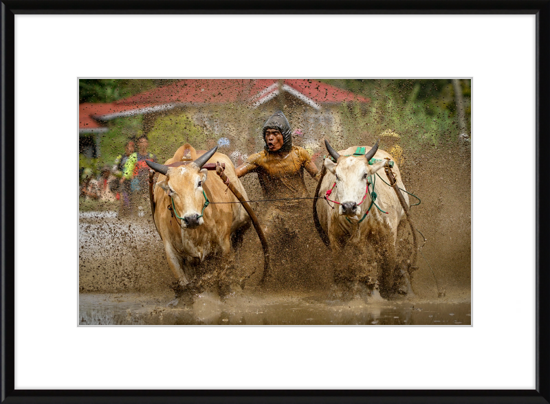 Pacu Jawi in Tanah Datar - Great Pictures Framed