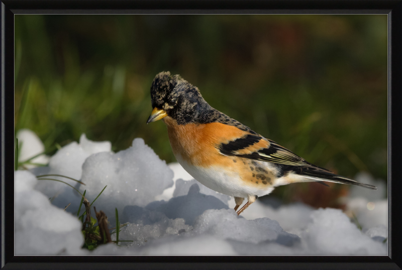 Pinson du Nord - Great Pictures Framed