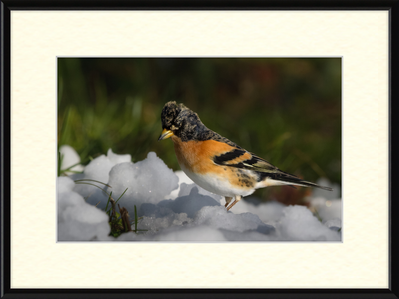 Pinson du Nord - Great Pictures Framed