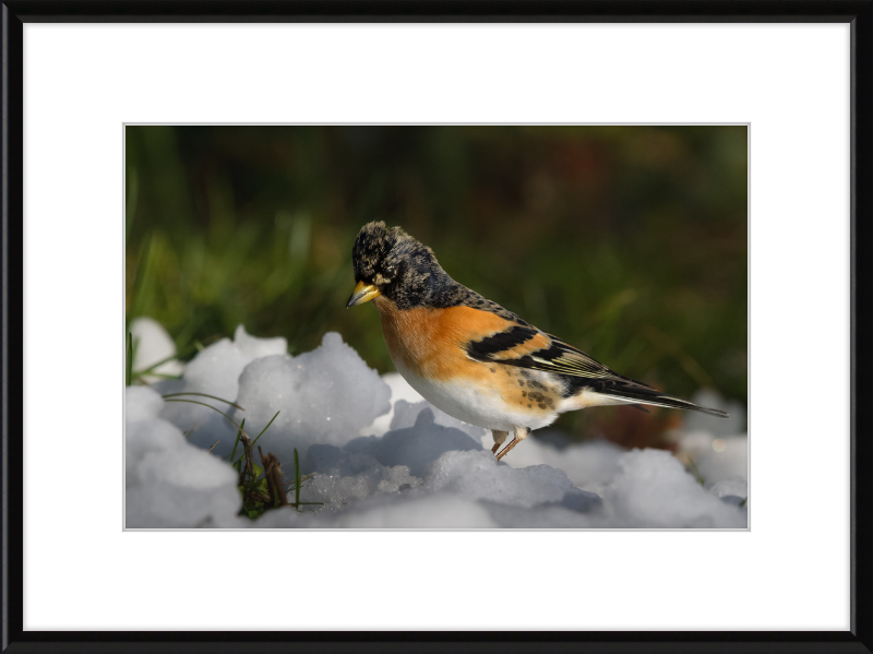 Pinson du Nord - Great Pictures Framed