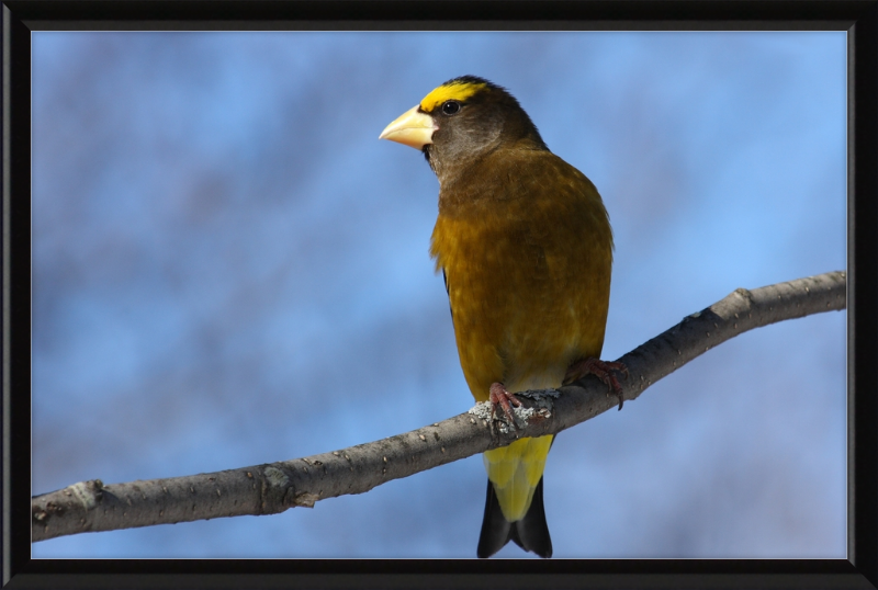 Hesperiphona Vespertina - Great Pictures Framed
