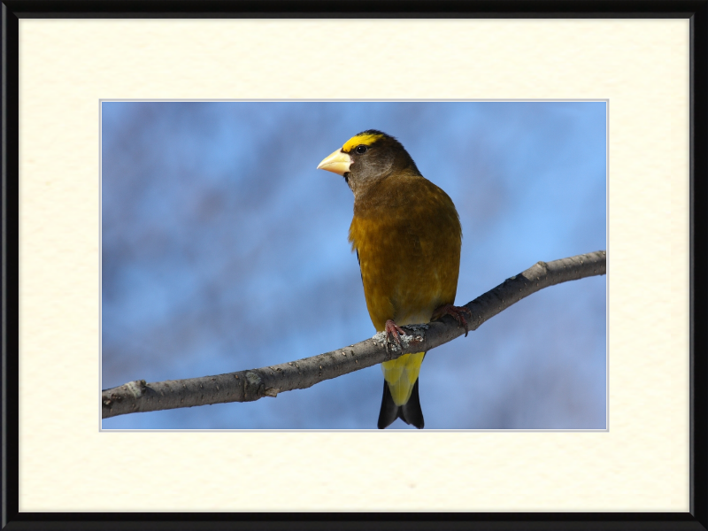 Hesperiphona Vespertina - Great Pictures Framed