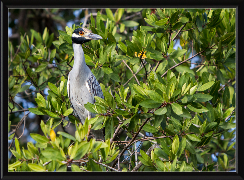 Yellow Crowned Night Heron in la Manzanilla Mexico - Great Pictures Framed