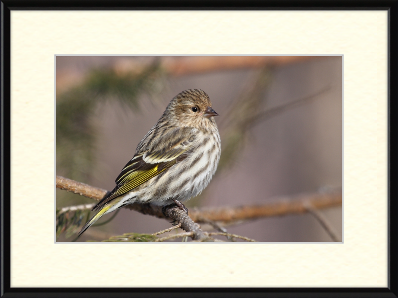 Grey-Brown Pine Siskin - Great Pictures Framed