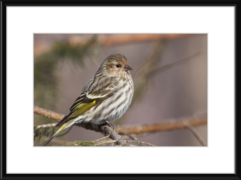 Grey-Brown Pine Siskin - Great Pictures Framed