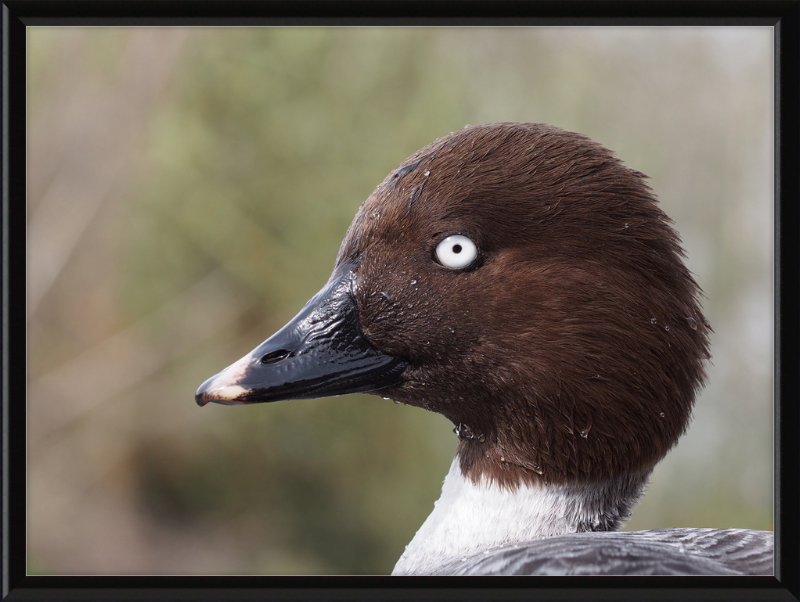 Bucephala Clangula - Female - Great Pictures Framed
