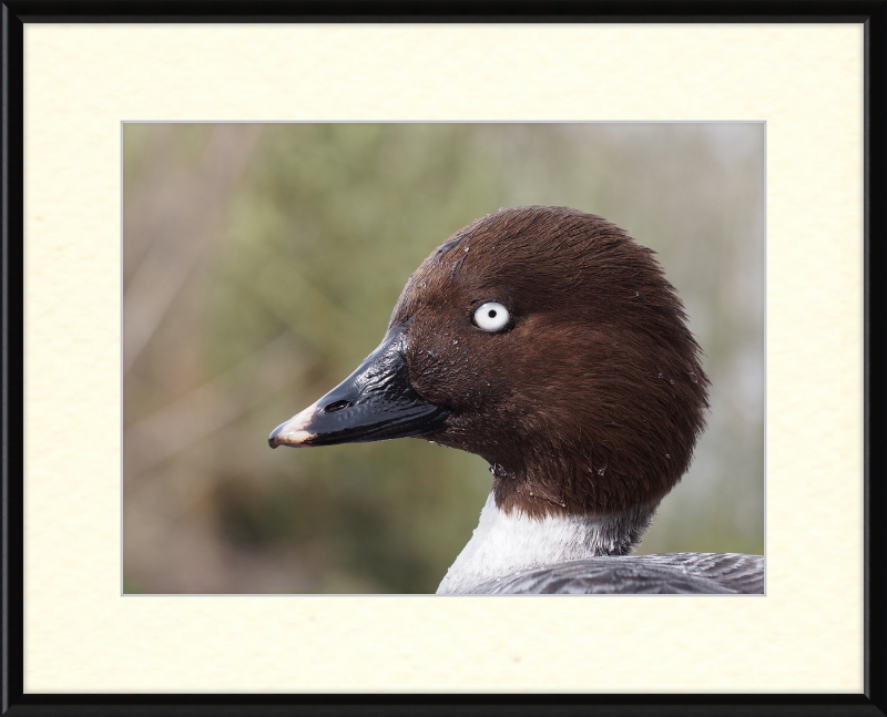 Bucephala Clangula - Female - Great Pictures Framed