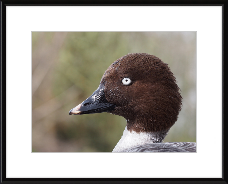 Bucephala Clangula - Female - Great Pictures Framed