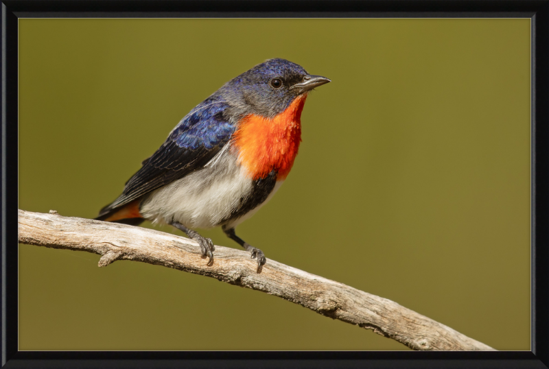 Mistletoebird - Round Hill Nature Reserve - Great Pictures Framed