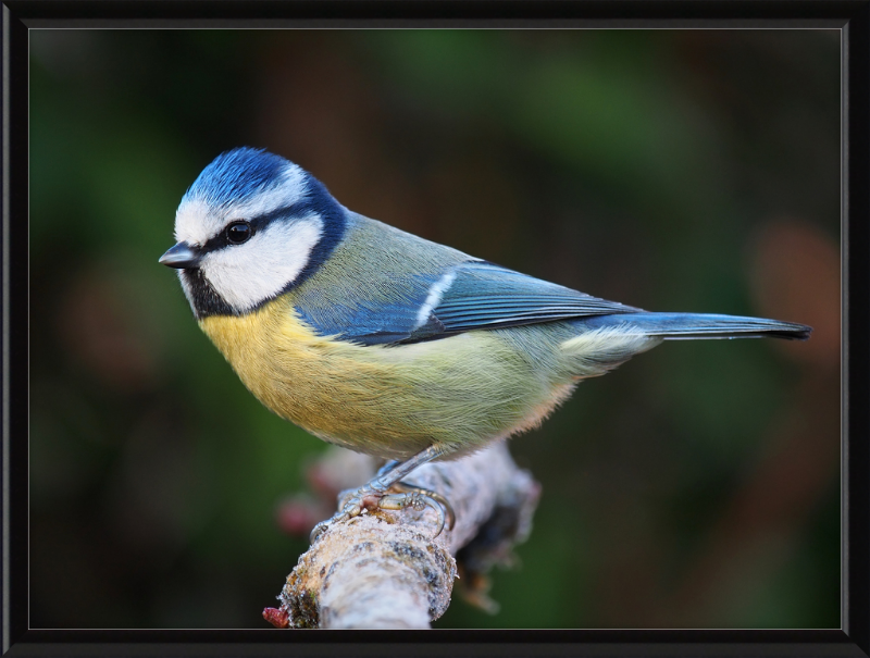 Eurasian Blue Tit Lancashire - Great Pictures Framed