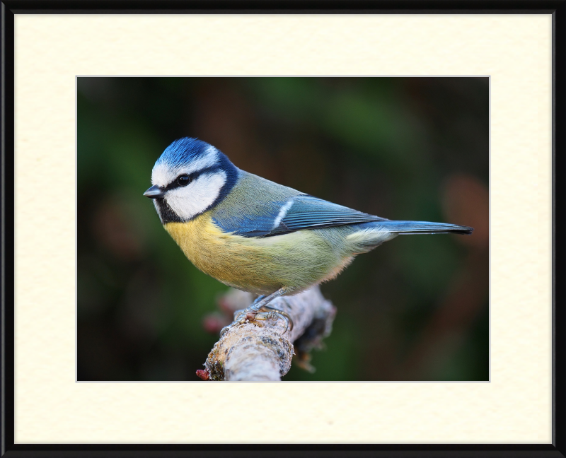 Eurasian Blue Tit Lancashire - Great Pictures Framed