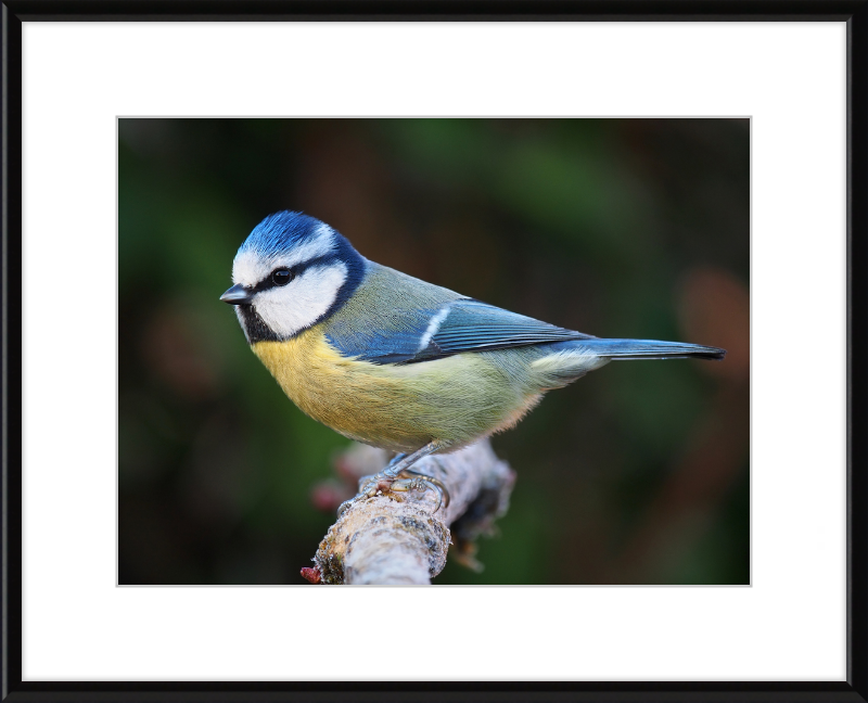 Eurasian Blue Tit Lancashire - Great Pictures Framed