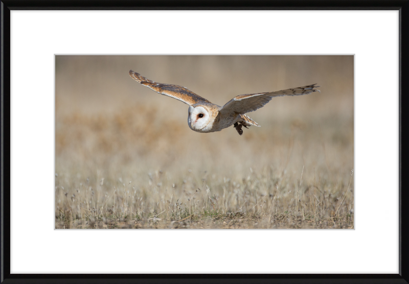 A Barn Owl in Flight - Great Pictures Framed