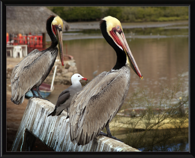 Tres amigos - Great Pictures Framed