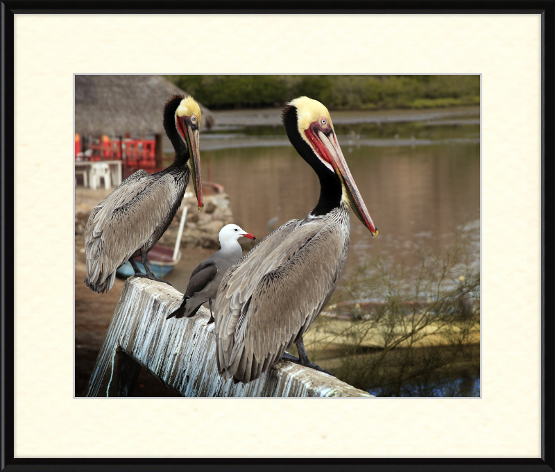 Tres amigos - Great Pictures Framed